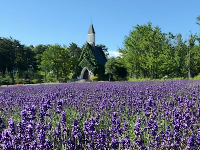ラベンダー(6月下旬〜7月下旬)_ひるがの高原 牧歌の里