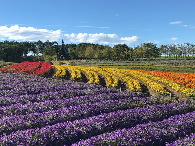 虹色の花畑(7月〜10月上旬)_ひるがの高原 牧歌の里