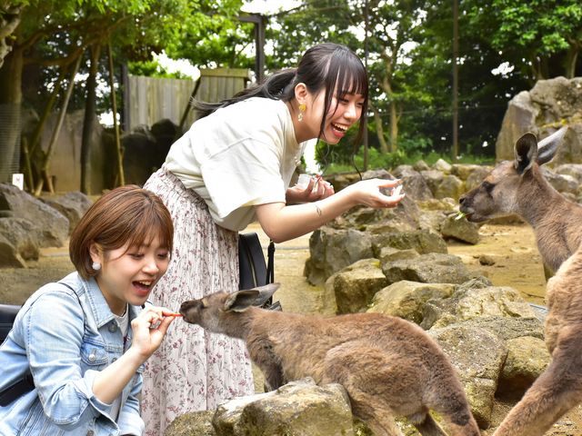 伊豆シャボテン動物公園 浸れ 全日ペア招待券４枚