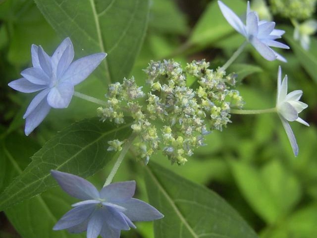 IRώ@̐XV`_J_IRώ@̐X