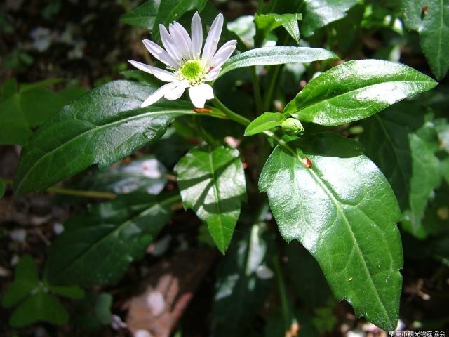 IRώ@̐X~}i_IRώ@̐X