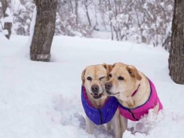 ���������Ƃ��񂶂��̌��ł��܂��B_�����̐X �i�`�������s���A�K�[�f���@�A�n�����A���� (�c���[�n�E�X&���܂��烌�X�g����)