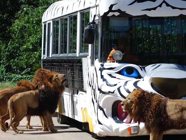 秋吉台自然動物公園サファリランド】予約チケット・割引クーポン・アクセス - じゃらんnet