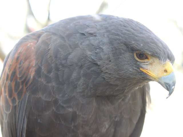 ����Ƃ蓮����