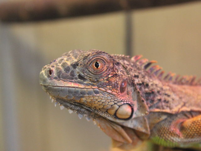 ����Ƃ蓮����