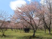 ���ɂ�΍������̎ʐ^1