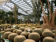 ��z�R�X�ь����i�T�{�e�����m�������j�̎ʐ^2