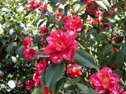 ���E�̒֊فE��΂̎ʐ^1