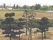 �����^�������̎ʐ^1