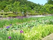 ���t�e�ԉ��̎ʐ^1