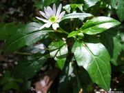 �I�����R�ώ@�̐X�̎ʐ^3