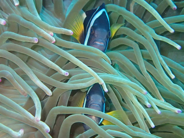 �����y�A�̃N�}�m�~_HDA�����Y�_�C�r���O�A�V�X�g