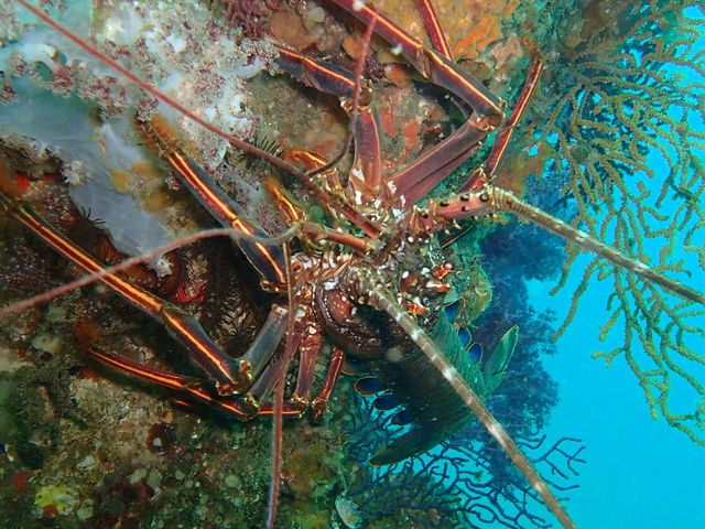 �u�������v�̃|�C���g�ł̓C�Z�G�r����񂳂��B_HDA�����Y�_�C�r���O�A�V�X�g