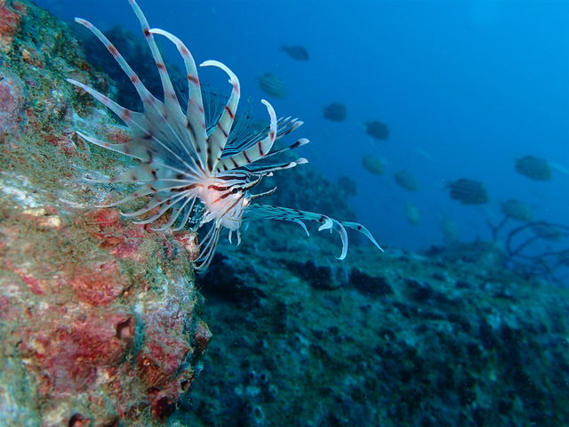 �ؗ�ɕ����~�m�J�T�S_HDA�����Y�_�C�r���O�A�V�X�g