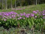 ����R�����N���J���p�[�N�̎ʐ^2