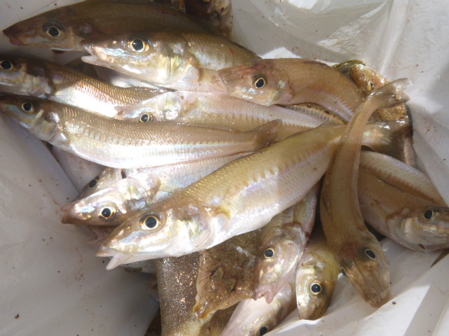 �����p�͗ǌ^�L�X�̕�ɂł��I_�����p�ރZ���^�[