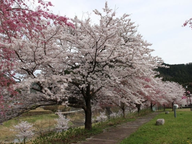 若桜町の桜】アクセス・営業時間・料金情報 - じゃらんnet