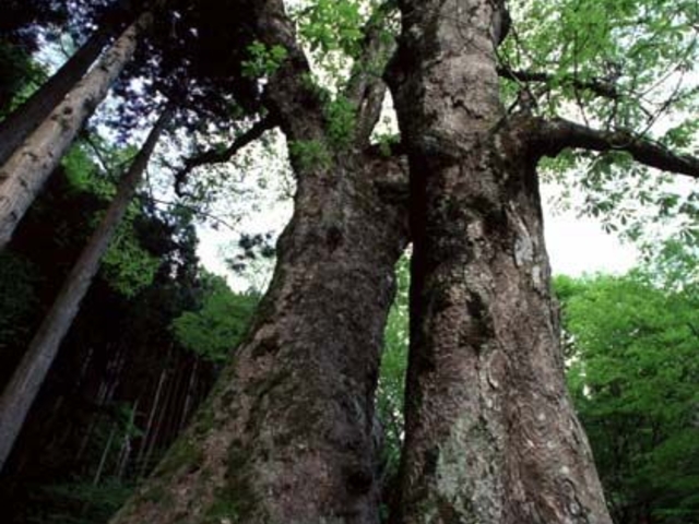 �F��̑�g�`�̎ʐ^1