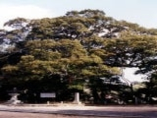 �ꕔ�����{�̃C�`�C�K�V�̎ʐ^1