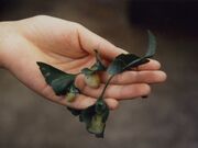 ���{�̃I�n�c�L�C�`���E�̎ʐ^2