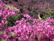 �ʐ剀�̃c�c�W�̎ʐ^1