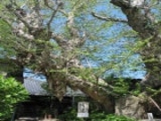 ���{���~���̑�C�`���E�̎ʐ^1