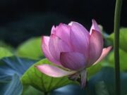 ���v���^�͂��̎ʐ^1