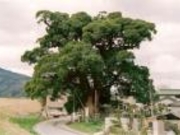 �ʏ��̑�N�X�̎ʐ^1