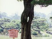 �I�ь����̍����J�V�̎ʐ^1