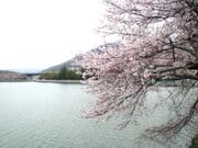 ���c�r�̍����؂̎ʐ^1