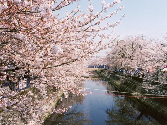 ��]��͔Ȃ̍��̎ʐ^1