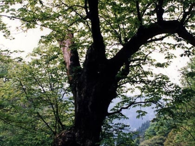 ����̑�g�`�̖؂̎ʐ^1