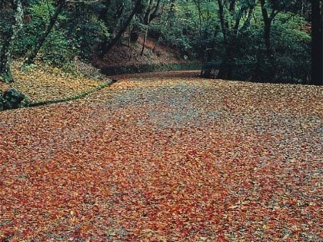 �t�����R�̍g�t�̎ʐ^1