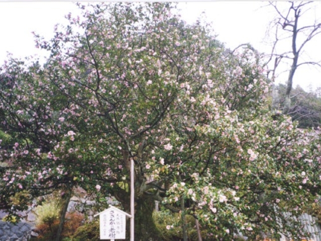 �T�U���J�̘V���̎ʐ^1