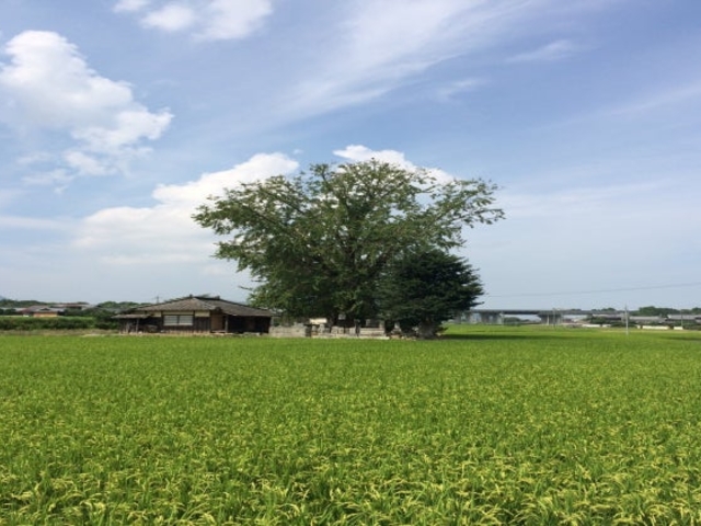 �q�����̃��b�p�������̎ʐ^1