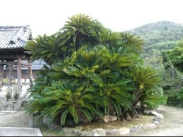 �������̃\�e�c�̎ʐ^1