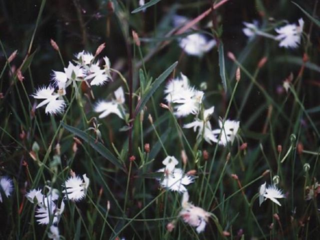 �։z�r�̃T�M�\�E�̎ʐ^1