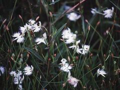 �։z�r�̃T�M�\�E�̎ʐ^1