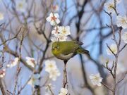 �Ƃ�������^�E���̎ʐ^1