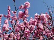 �Ƃ�������^�E���̎ʐ^2