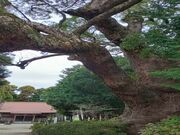 ���p�ܐ_�Ђ̃N�X�̎ʐ^2