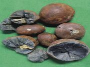 ���S�z�̎ʐ^2