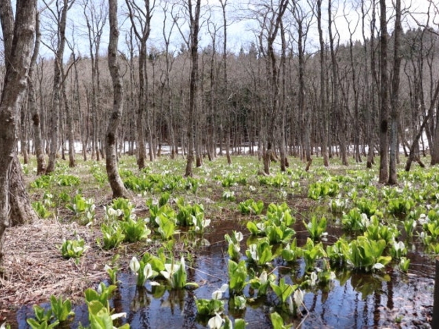 �~�Y�o�V���E�Q_�r�򎩑R��