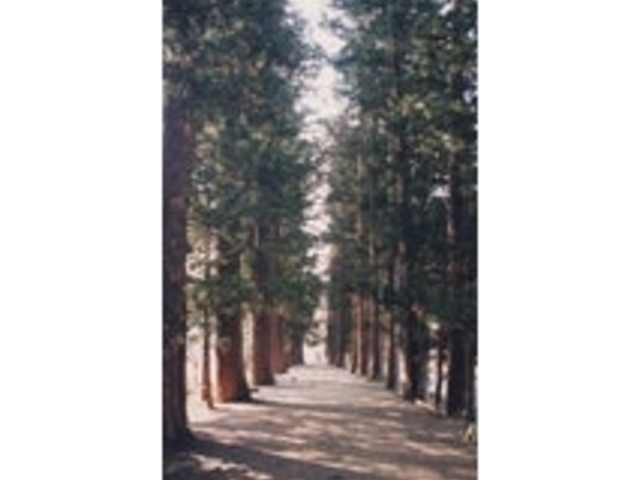 ��Y���Q���̐����؂̎ʐ^1