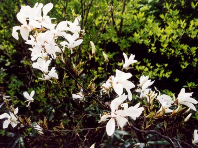 �R�u�V�̎ʐ^1