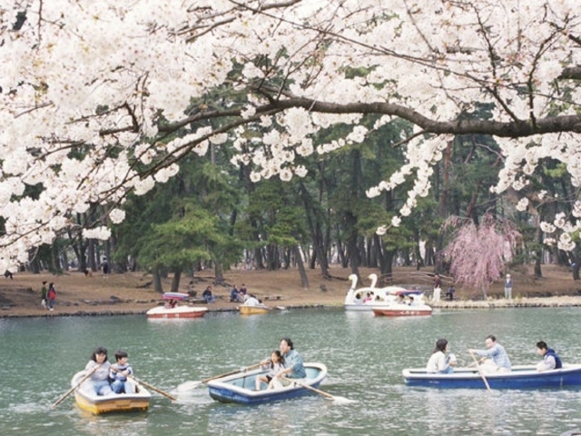 敷島公園の桜】アクセス・営業時間・料金情報 - じゃらんnet
