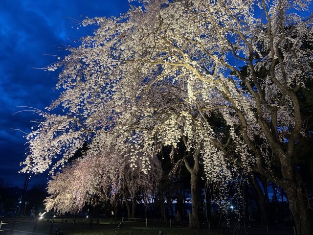 敷島公園の桜】アクセス・営業時間・料金情報 - じゃらんnet