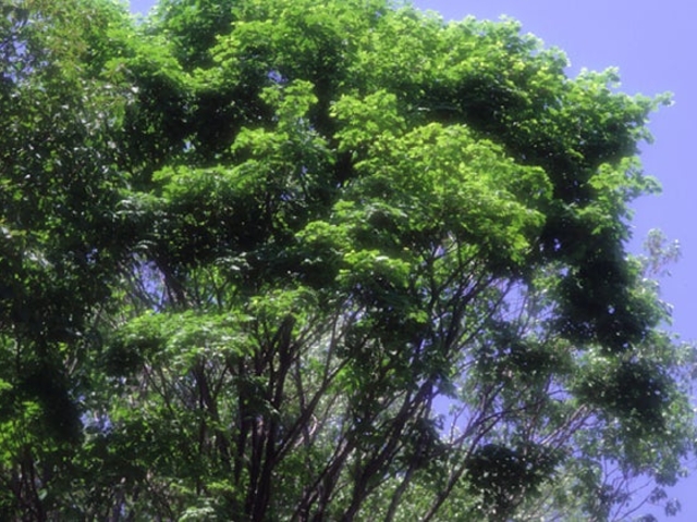 �i�c�c�o�L�̐X�̎ʐ^1