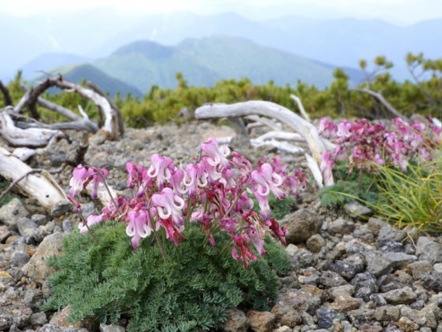 ��Ƃ̍��R�A��