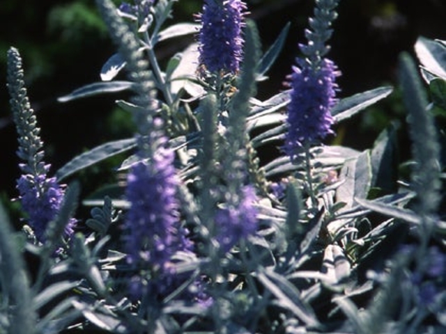 �g�E�e�C�����̎ʐ^1